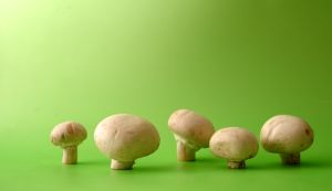 mushrooms_2.jpg